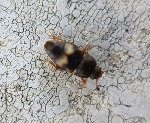 Carpophilus hemipterus